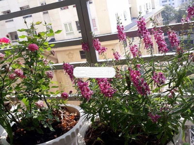 Tan Phuoc Plaza, Vietnam Tan Phuoc Plaza, Vietnam