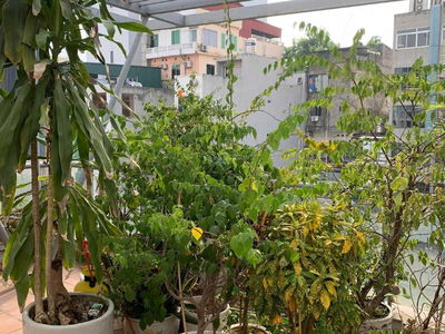 Lot B16, Vietnam Lot B16, Vietnam