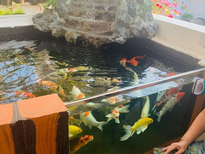 No. 1, Vietnam No. 1, Vietnam