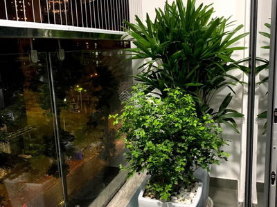 Dreamland Bonanza, Vietnam Dreamland Bonanza, Vietnam