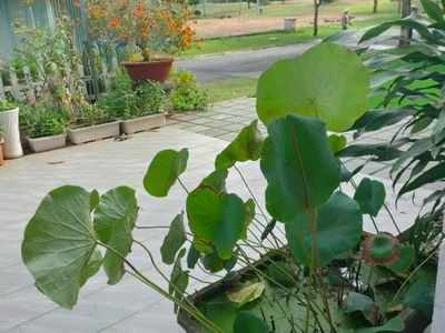 Housing in Di An, Vietnam Housing in Di An, Vietnam