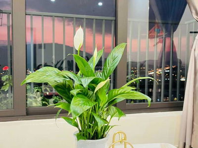 CT4 VCN Phuoc Hai Apartment Project, Vietnam CT4 VCN Phuoc Hai Apartment Project, Vietnam