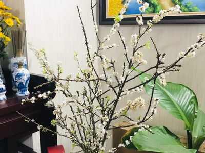 Xuan Mai Complex Project, Vietnam Xuan Mai Complex Project, Vietnam