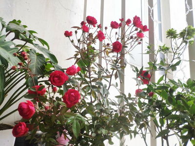 Ecolife Capitol Project, Vietnam Ecolife Capitol Project, Vietnam