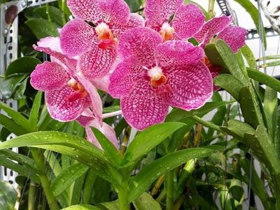 Riverside Residence, Vietnam  Riverside Residence, Vietnam