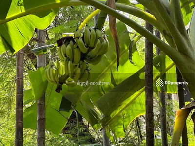Single House For Rent in Ekkamai, Bangkok, Thailand Single House For Rent in Ekkamai, Bangkok, Thailand