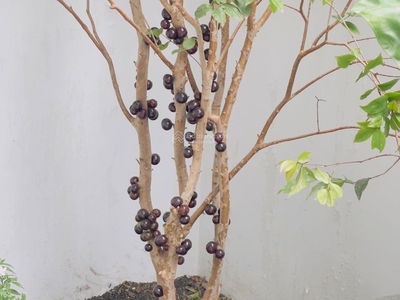 Vinhomes Ocean Park Gia Lam, Vietnam Vinhomes Ocean Park Gia Lam, Vietnam