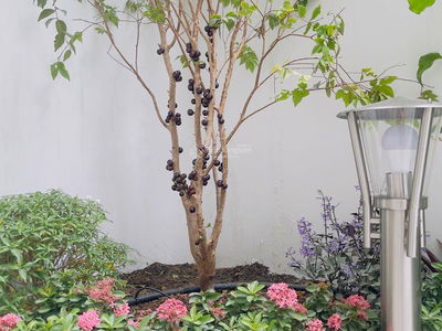 Vinhomes Ocean Park Gia Lam, Vietnam Vinhomes Ocean Park Gia Lam, Vietnam