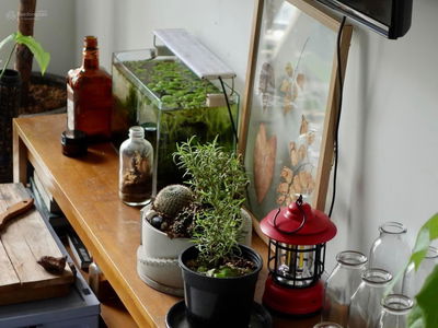 Thủ Thiêm Xanh, Vietnam Thủ Thiêm Xanh, Vietnam