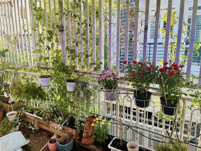 Housing in Di An, Vietnam Housing in Di An, Vietnam